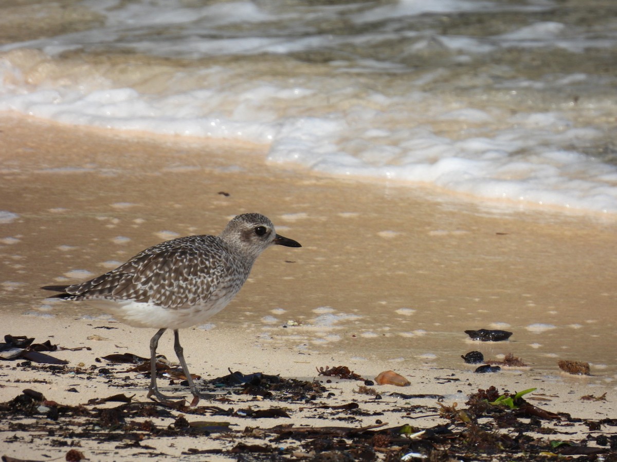 Black-bellied Plover - ML611428811