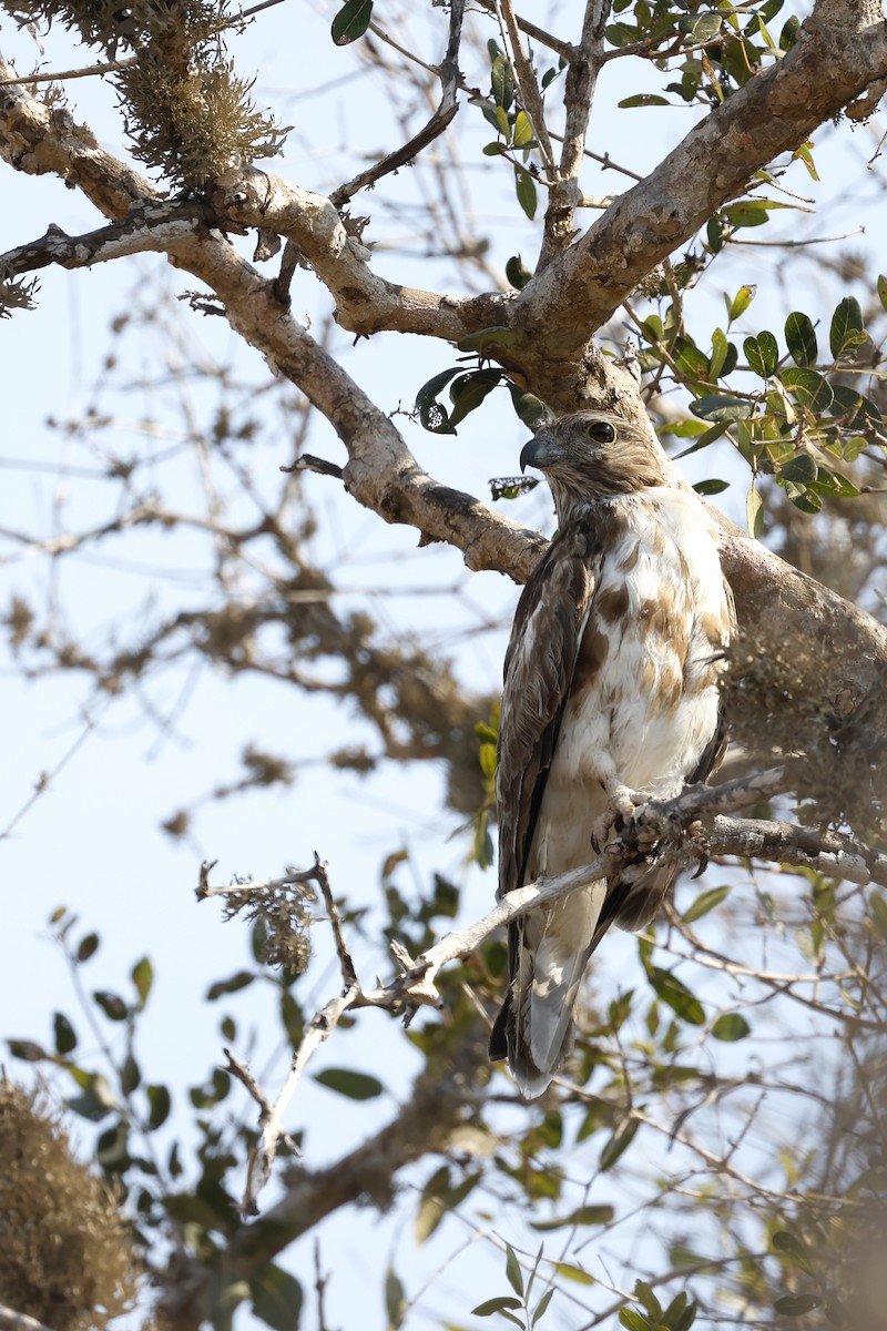Madagascar Cuckoo-Hawk - Daniel Branch