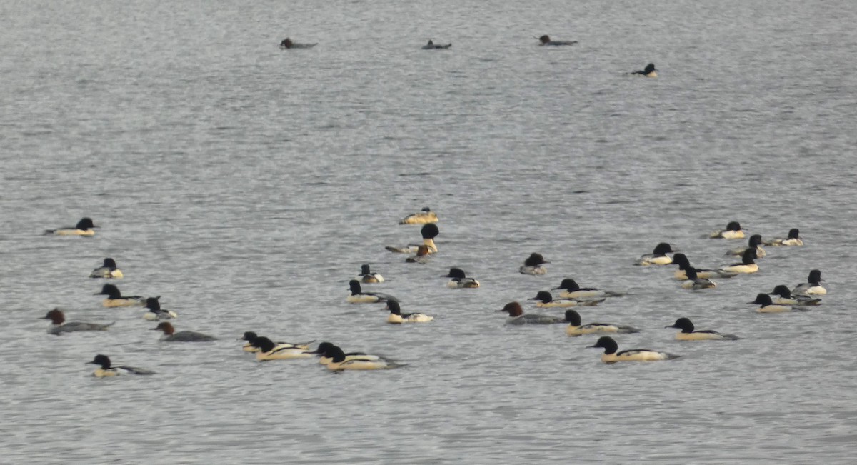 Common Merganser - ML611428851