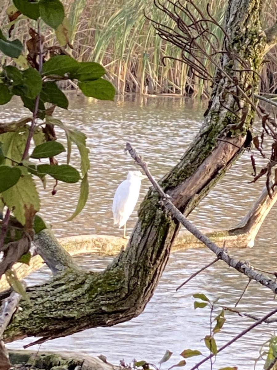 Little Blue Heron - John McBrien