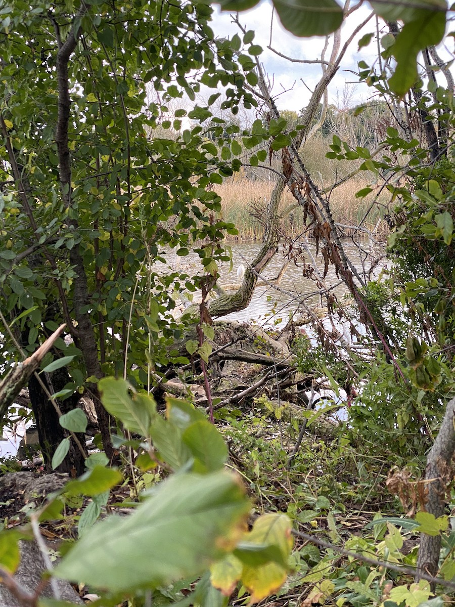 Little Blue Heron - ML611428865