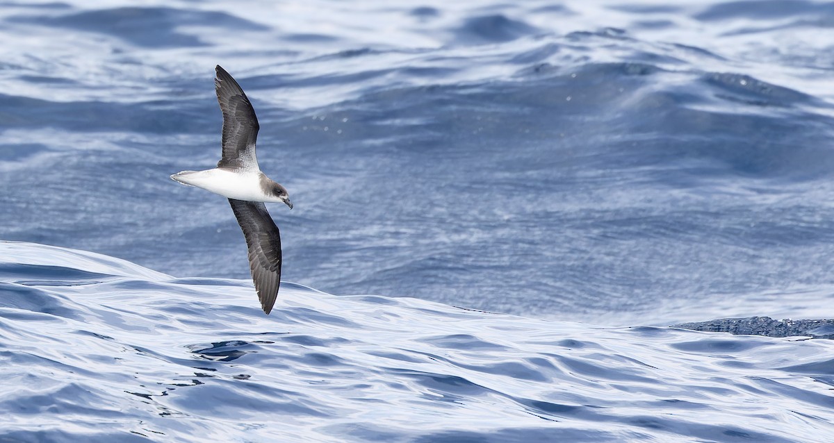 Fea's Petrel (Fea's) - Friedemann Arndt