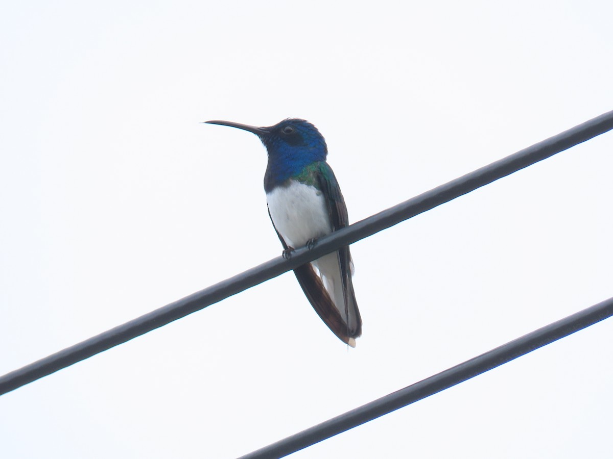 White-necked Jacobin - ML611428923