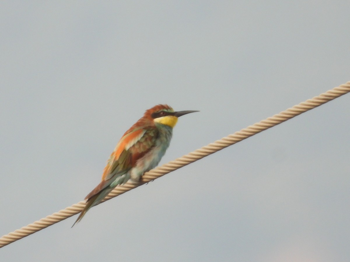 European Bee-eater - Krishnamoorthy Raju