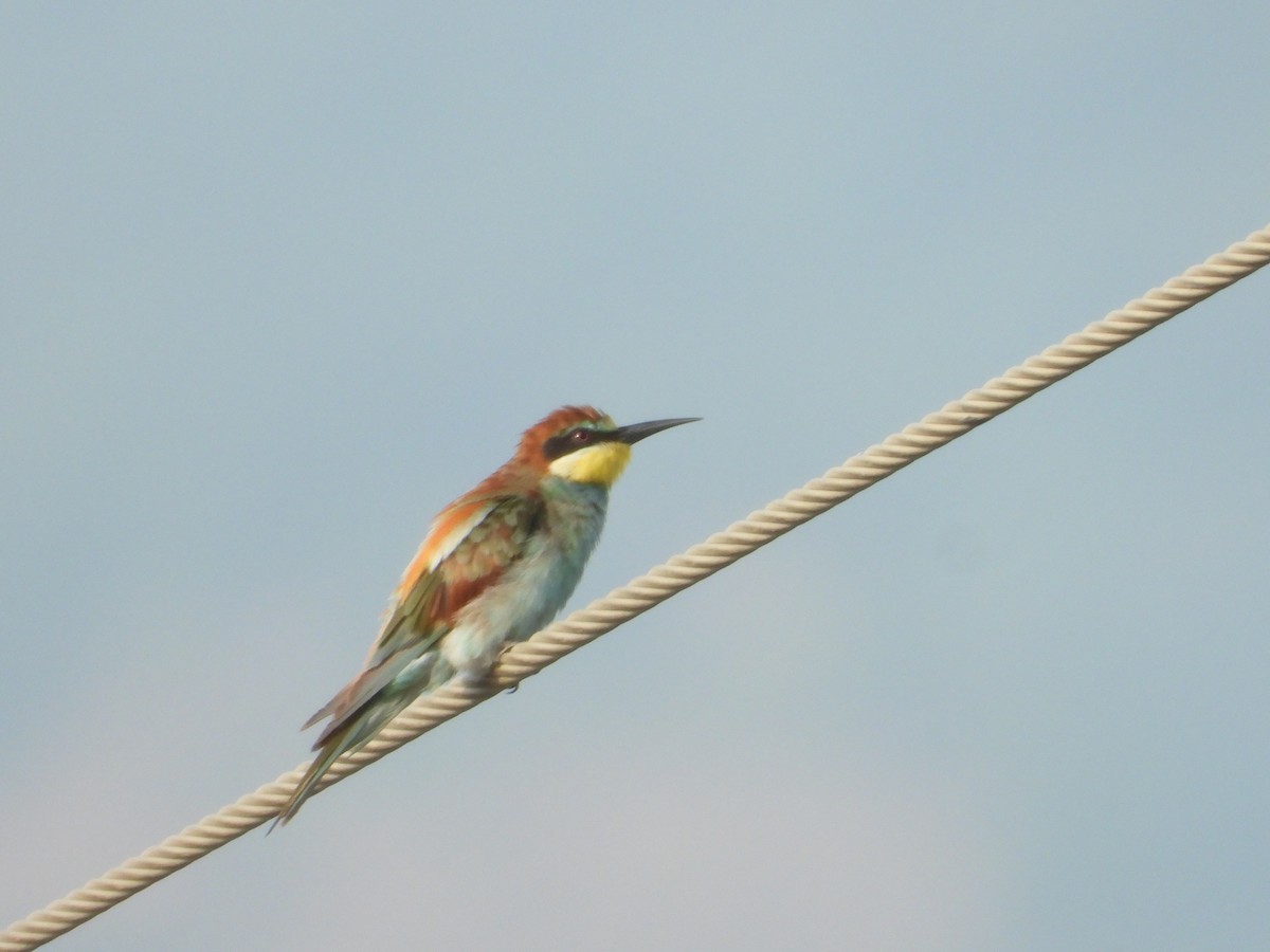 European Bee-eater - Krishnamoorthy Raju