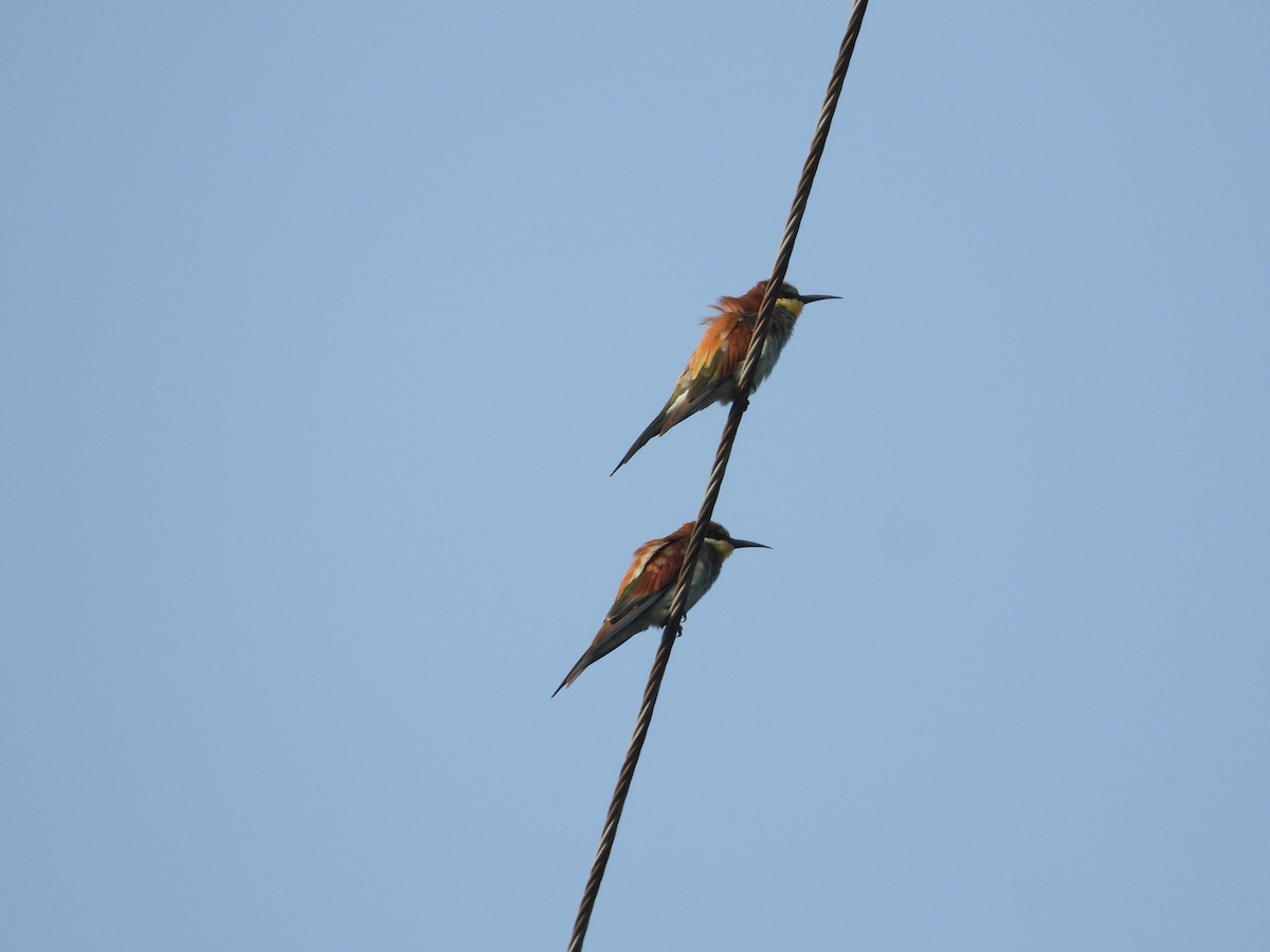 European Bee-eater - Krishnamoorthy Raju