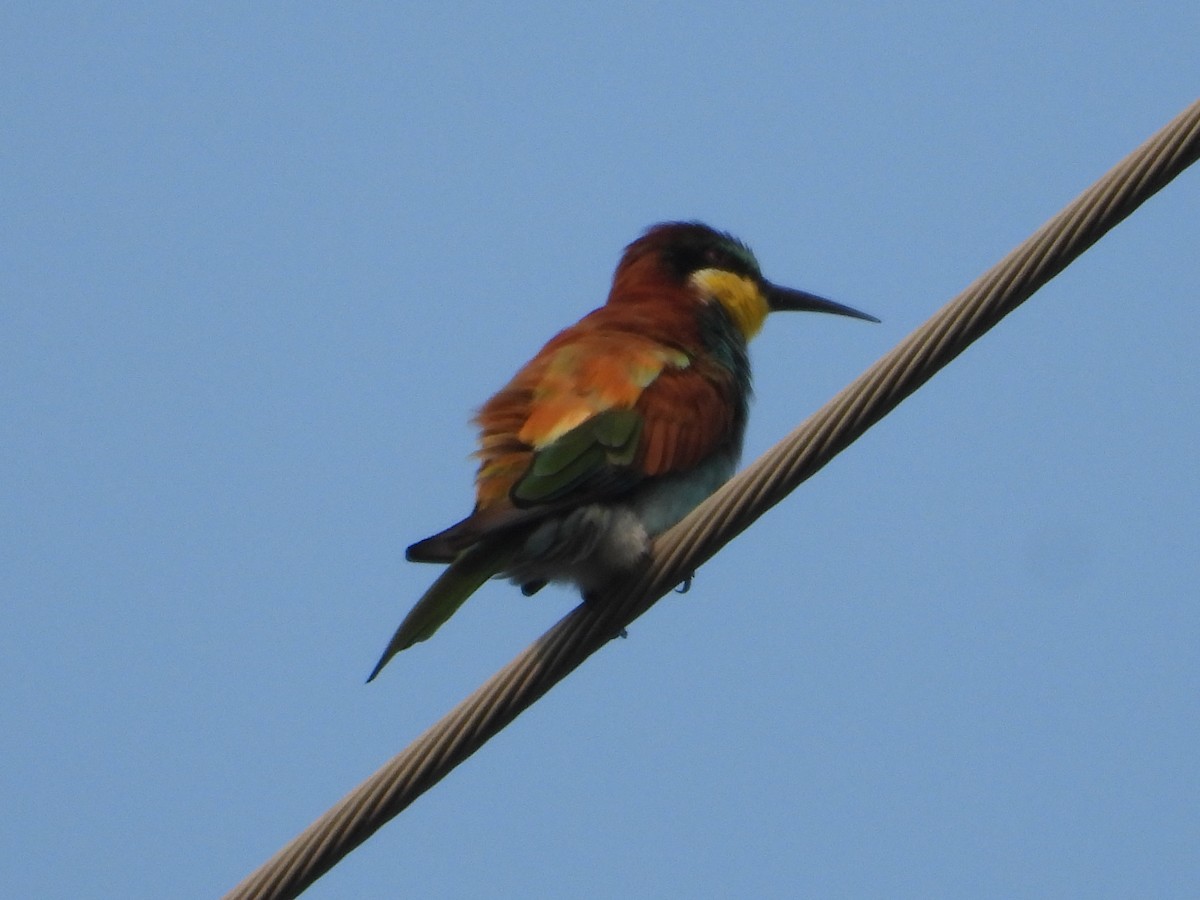 European Bee-eater - Krishnamoorthy Raju