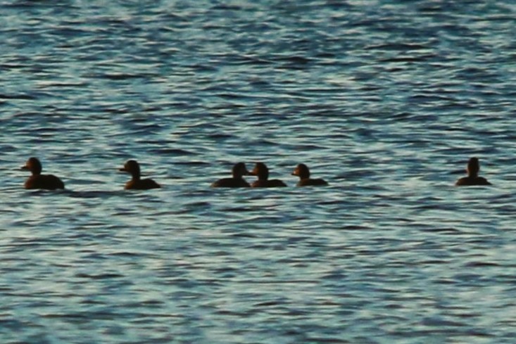 Common Scoter - José Luis Sobrino González