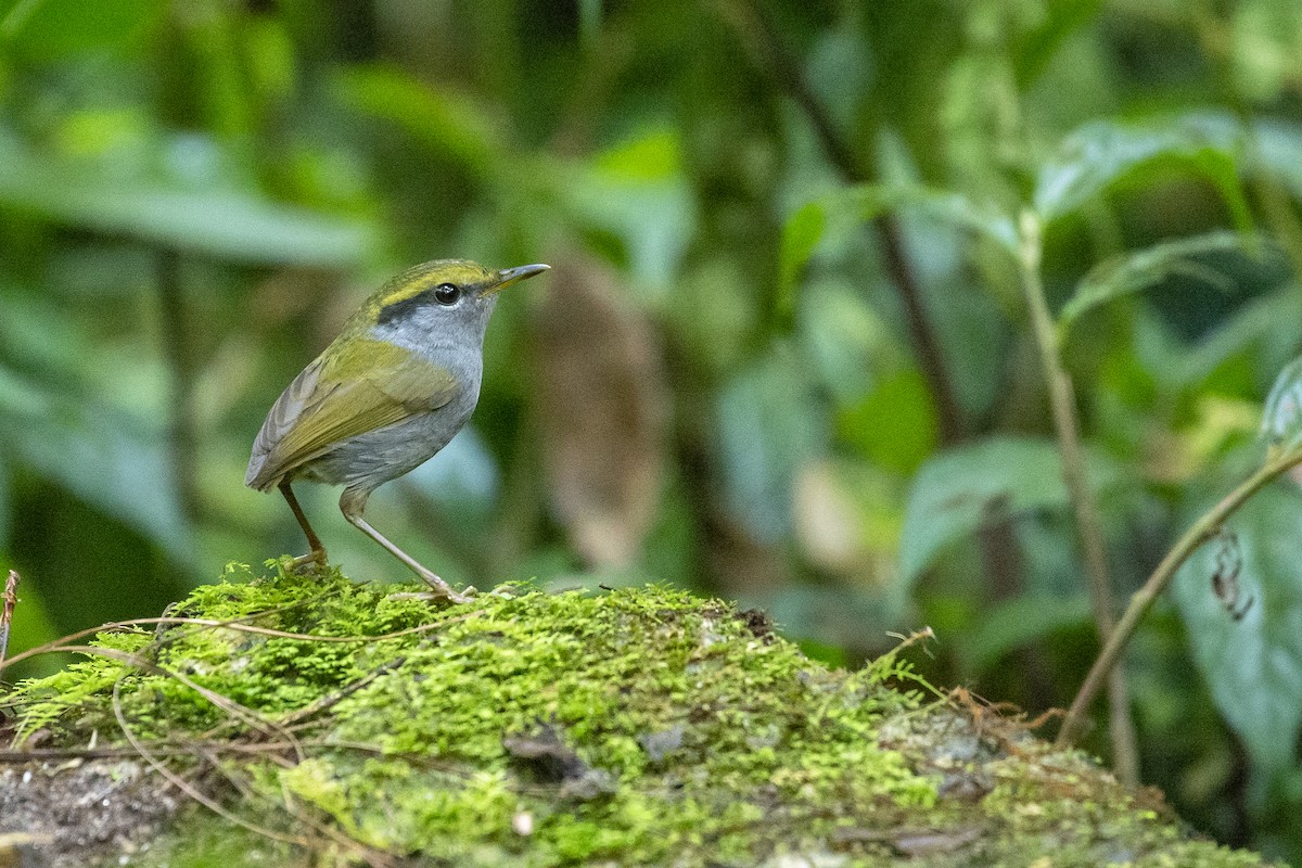 Gray-bellied Tesia - ML611429262