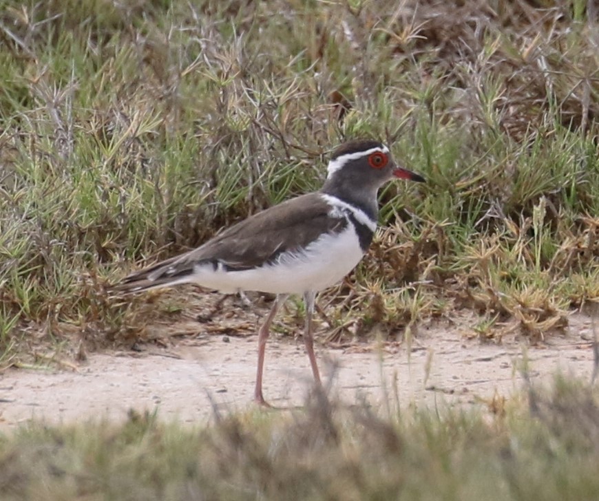 Three-banded Plover (Madagascar) - ML611429264