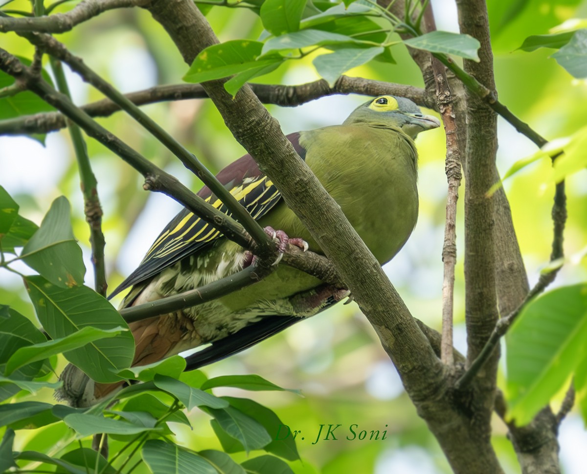 Gray-cheeked Green-Pigeon - ML611429352