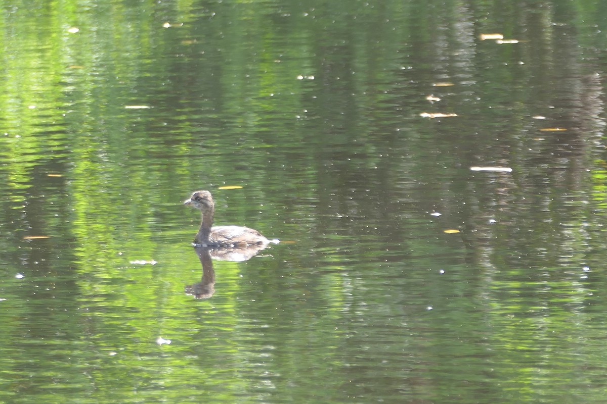 Pied-billed Grebe - ML611429372