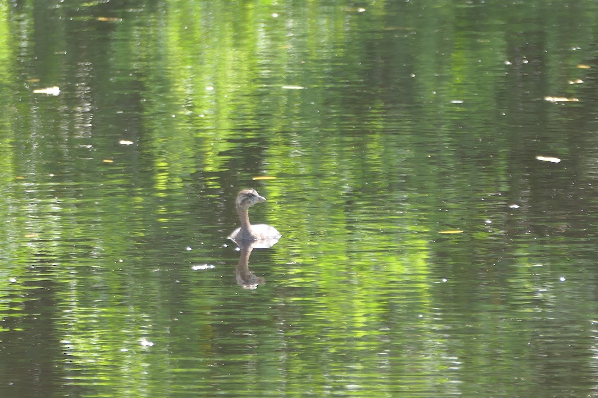 Pied-billed Grebe - Kenrith Carter