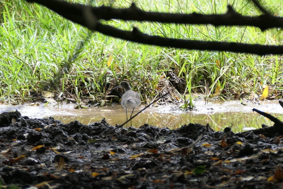 Solitary Sandpiper - ML611429388