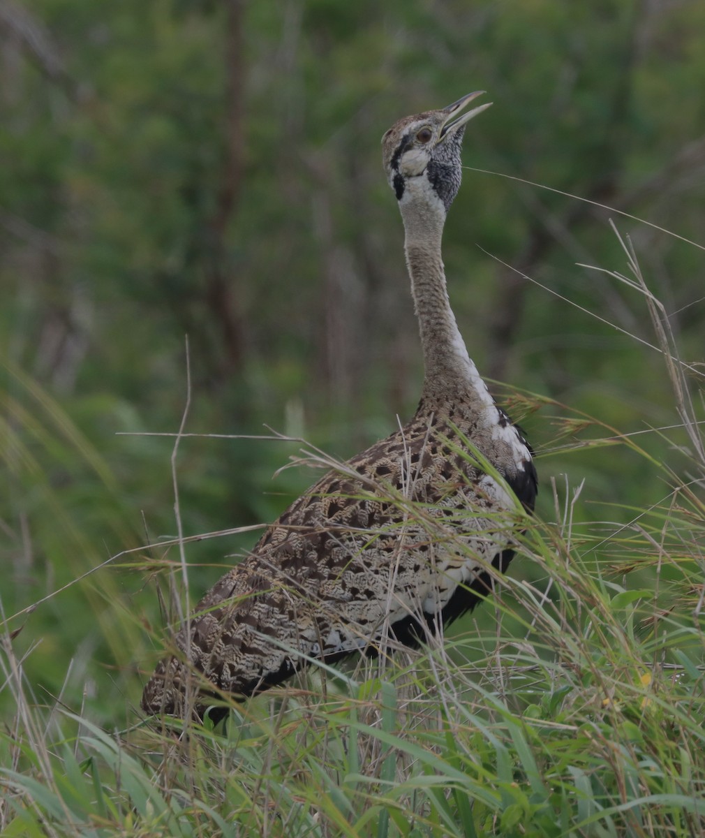 Black-bellied Bustard - ML611429426