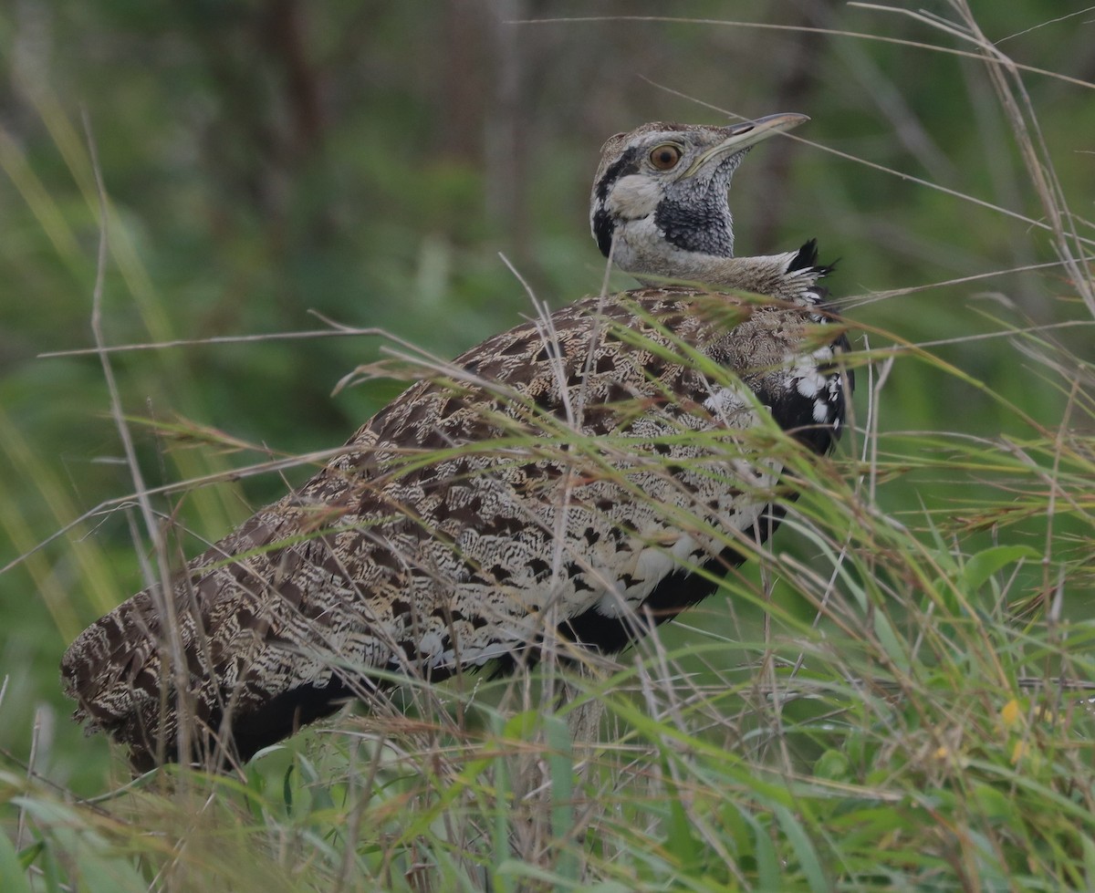 Black-bellied Bustard - ML611429428