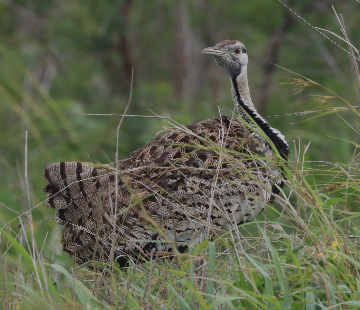 Black-bellied Bustard - ML611429431