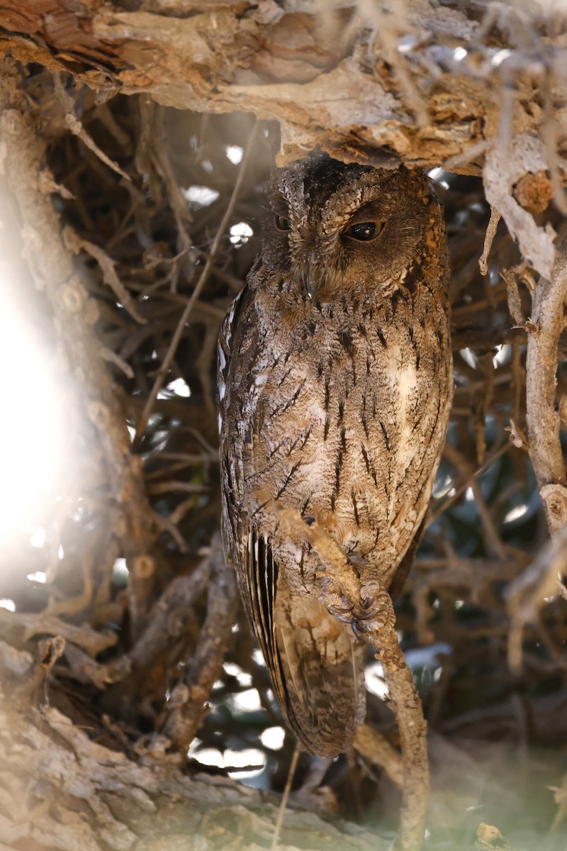 Madagascar Scops-Owl (Torotoroka) - Daniel Branch