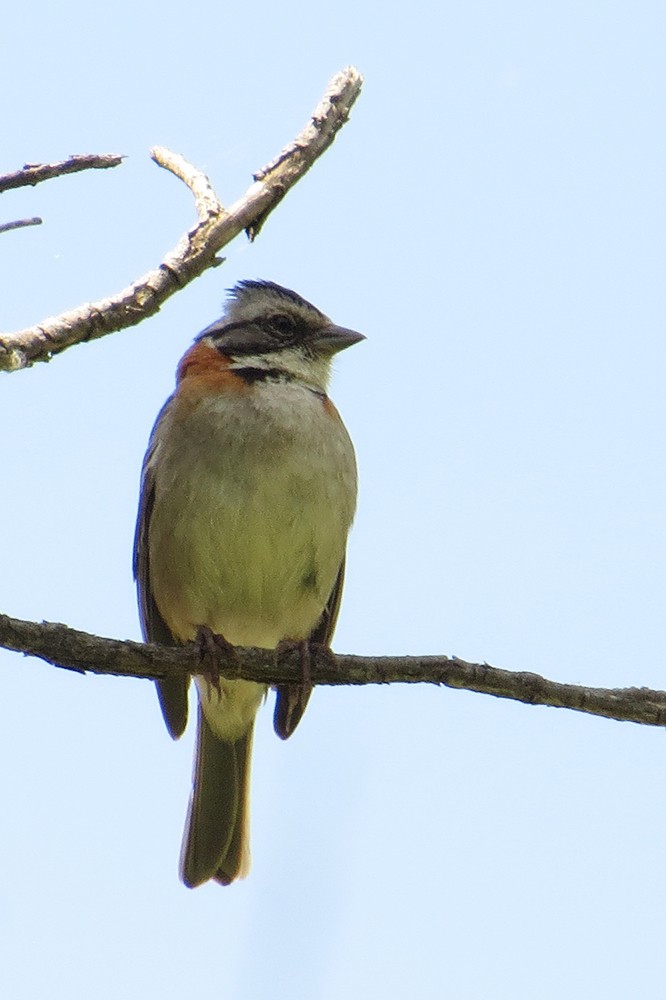 Rufous-collared Sparrow - ML611429518