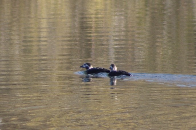 Long-tailed Duck - ML611429723