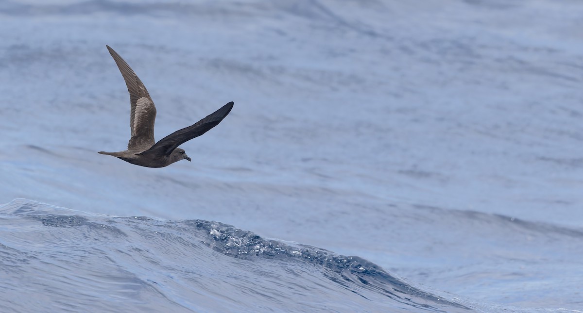 Bulwer's Petrel - ML611429833