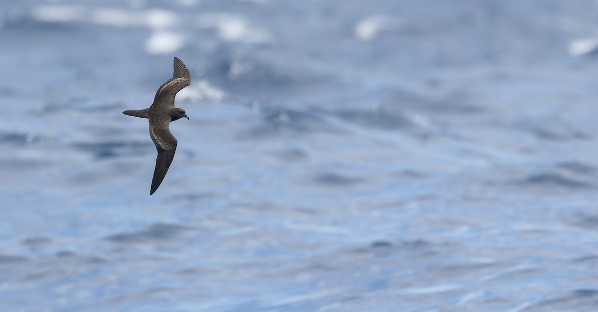 Bulwer's Petrel - ML611429843