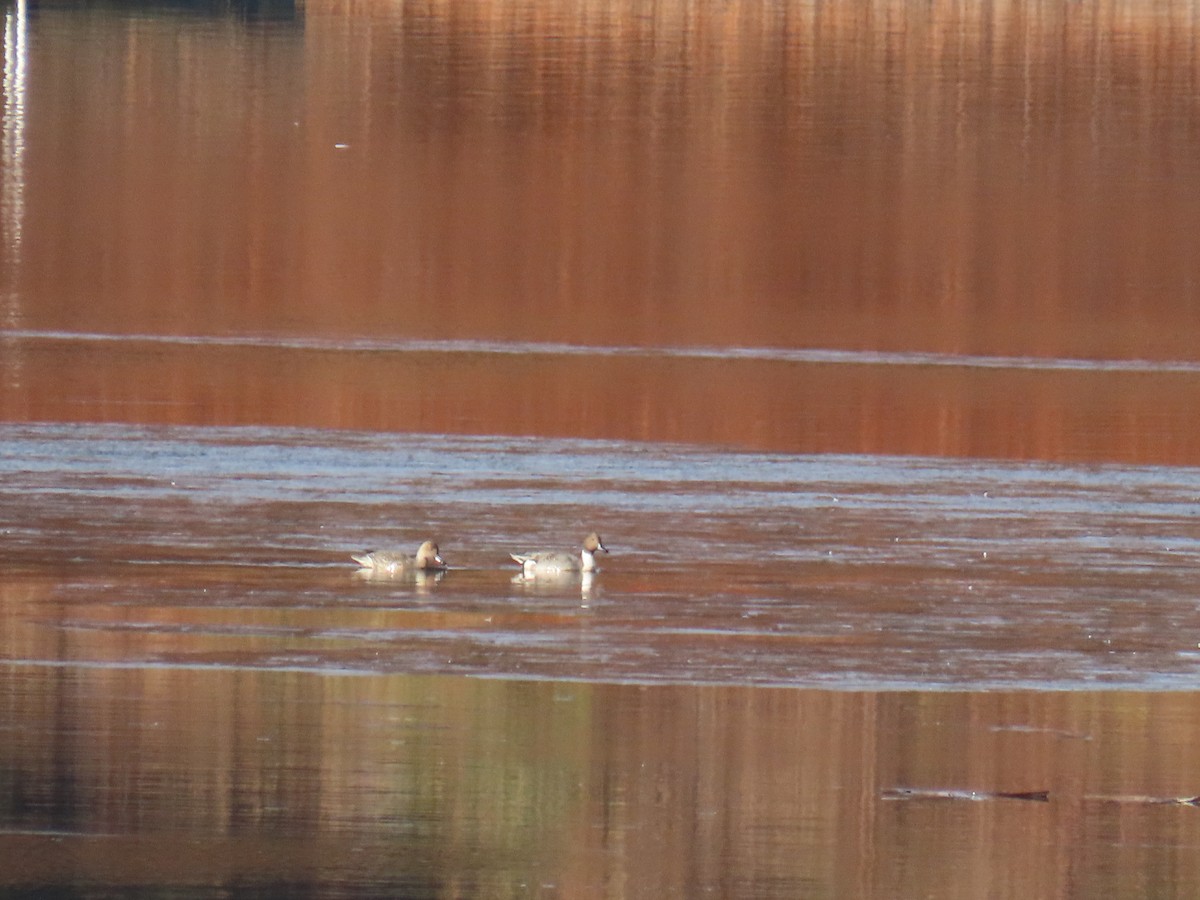 Northern Pintail - ML611429907