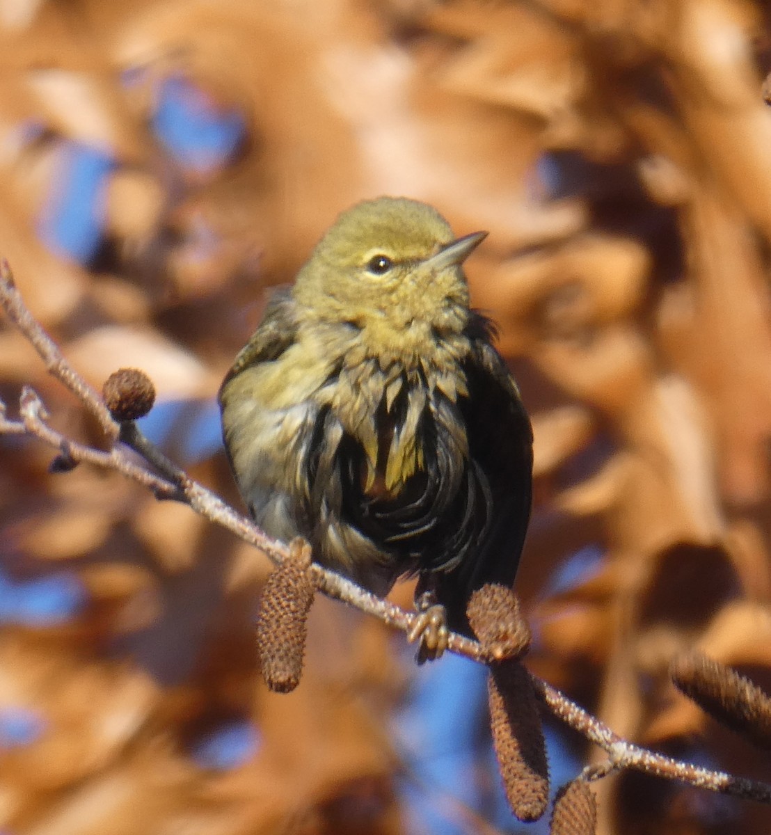 new world warbler sp. - ML611429943