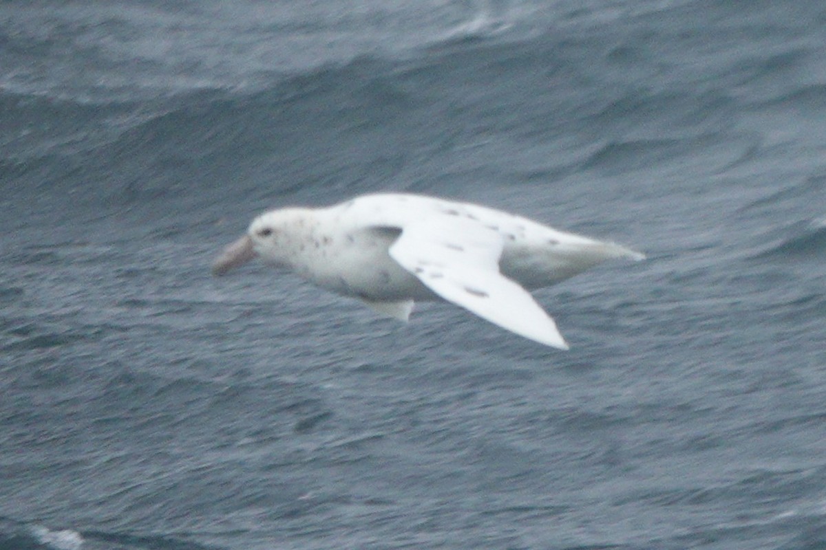 Southern Giant-Petrel - Mary Alice HAYWARD