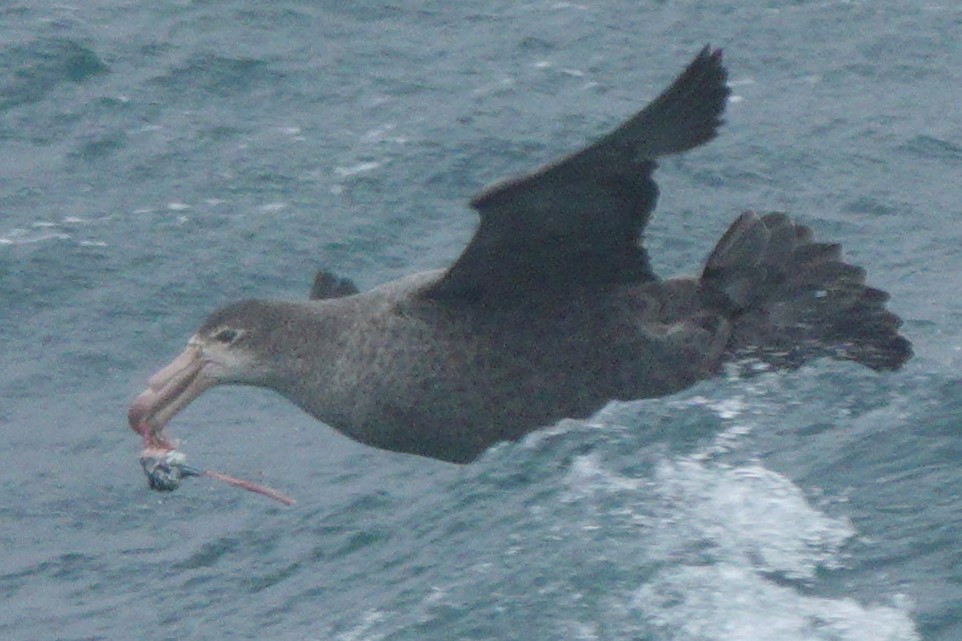 Northern Giant-Petrel - ML611430091