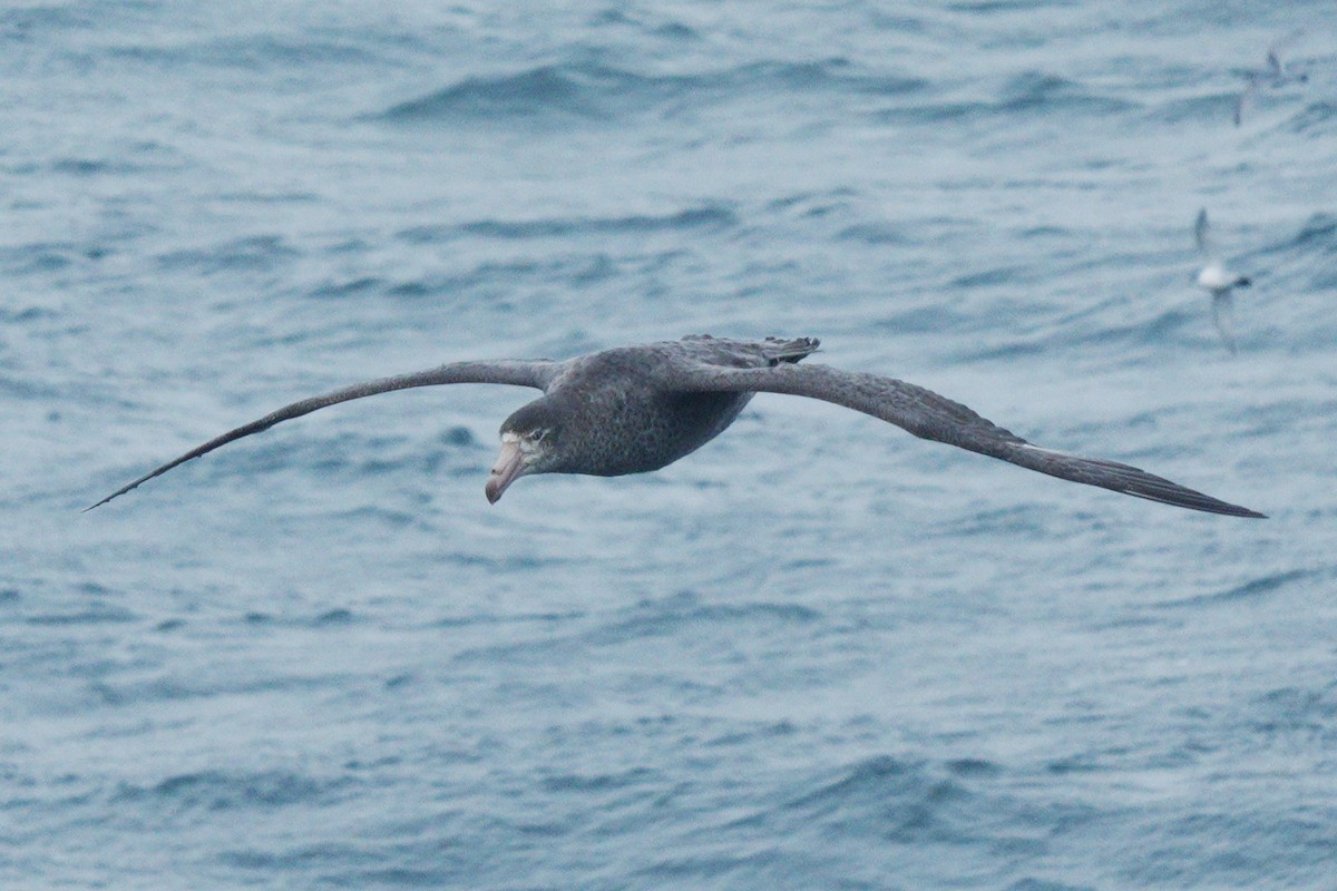 Northern Giant-Petrel - ML611430093