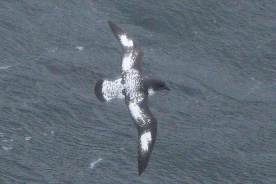 Cape Petrel - Mary Alice HAYWARD