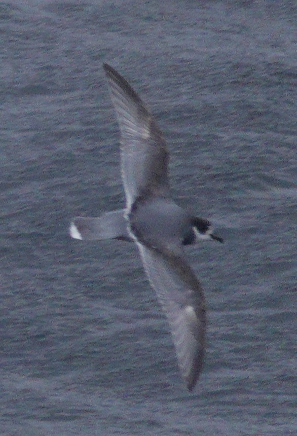 Blue Petrel - Mary Alice HAYWARD