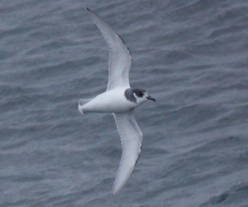 Blue Petrel - ML611430118