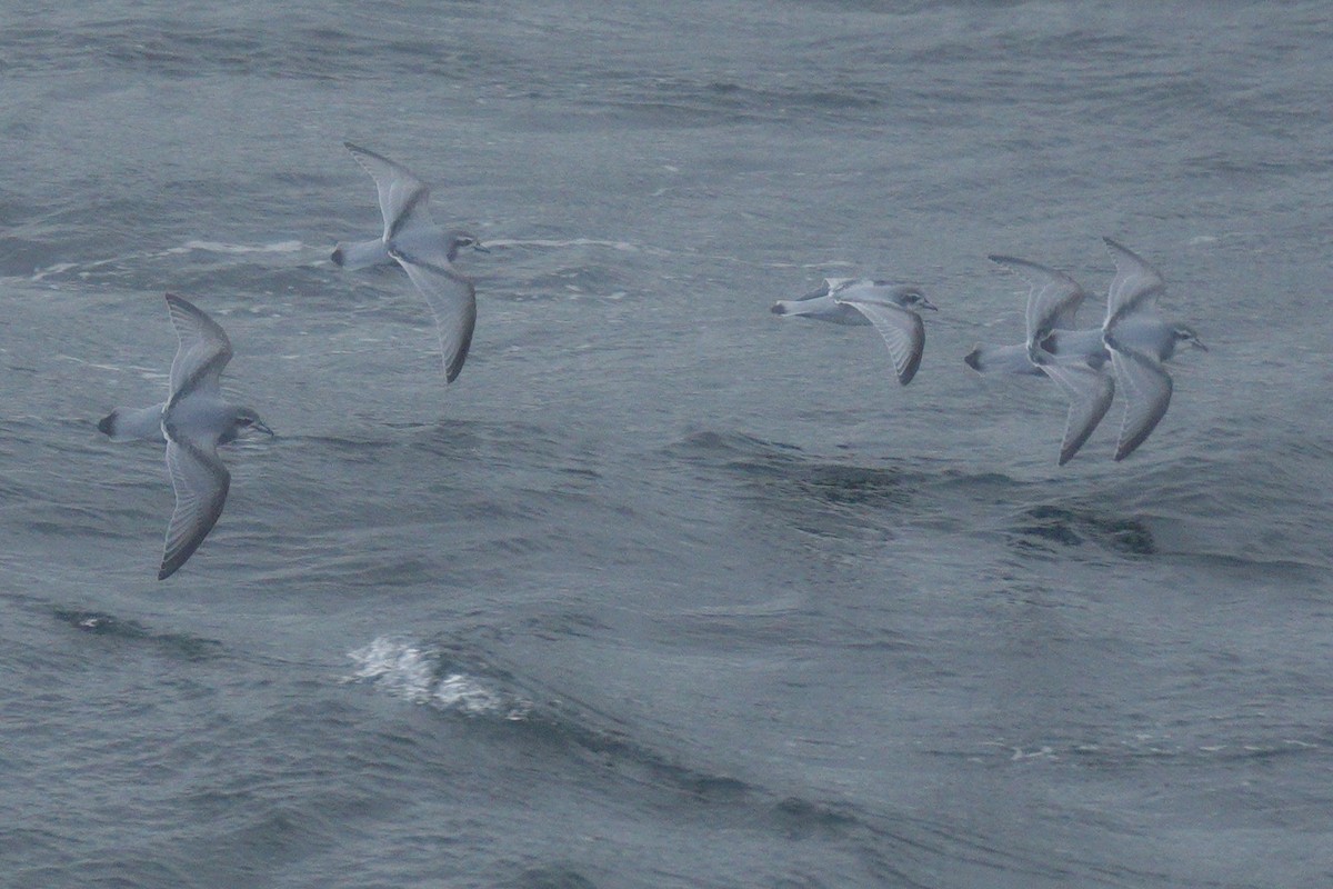 Antarctic Prion - Mary Alice HAYWARD