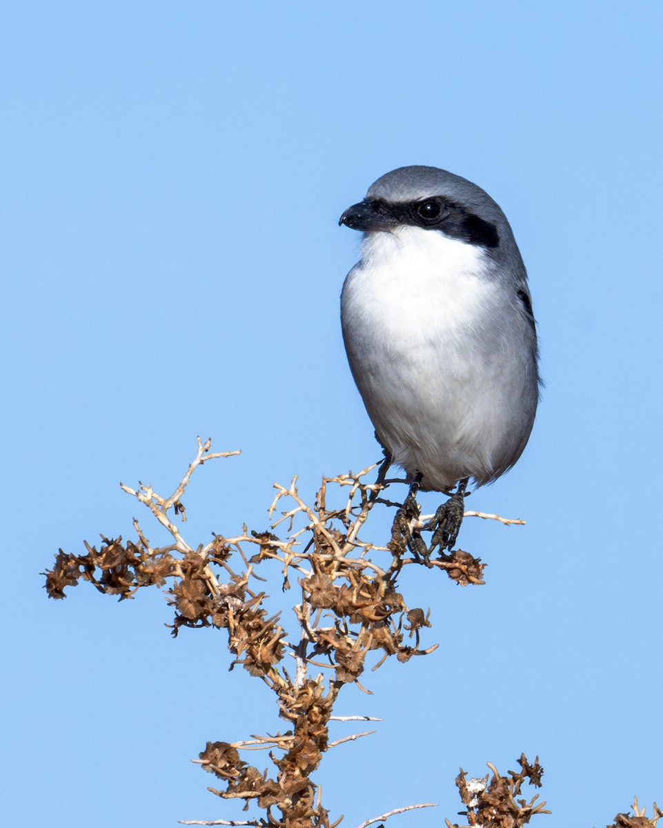 Loggerhead Shrike - ML611430279