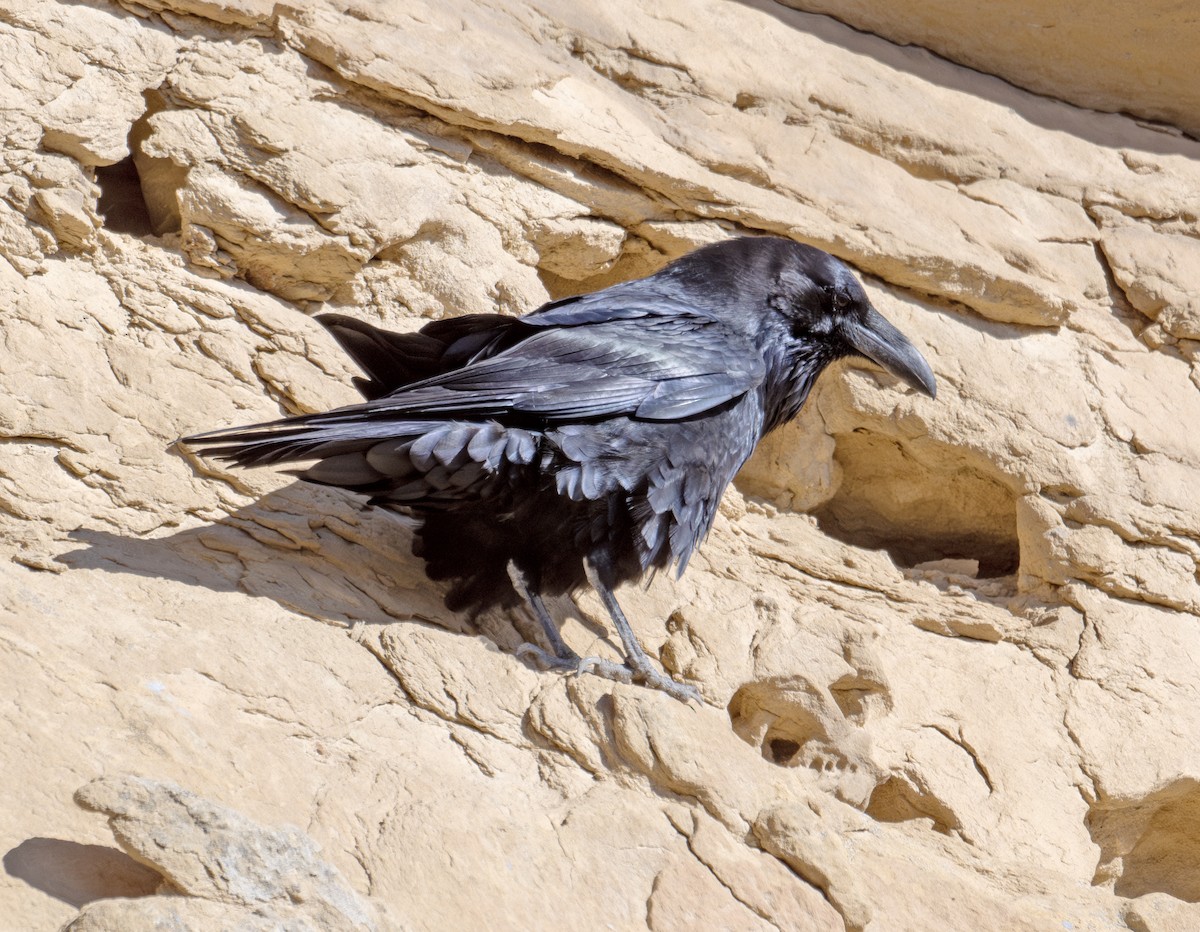 Common Raven - ML611430298