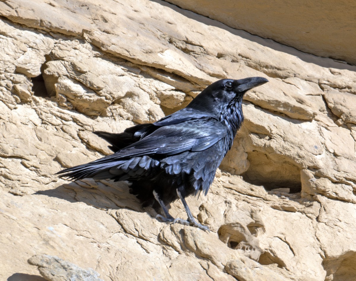 Common Raven - ML611430299