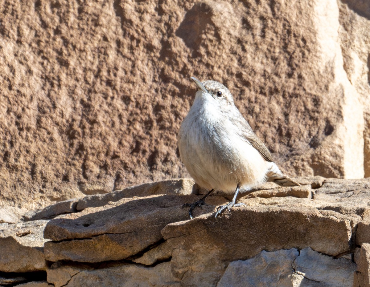 Rock Wren - ML611430318