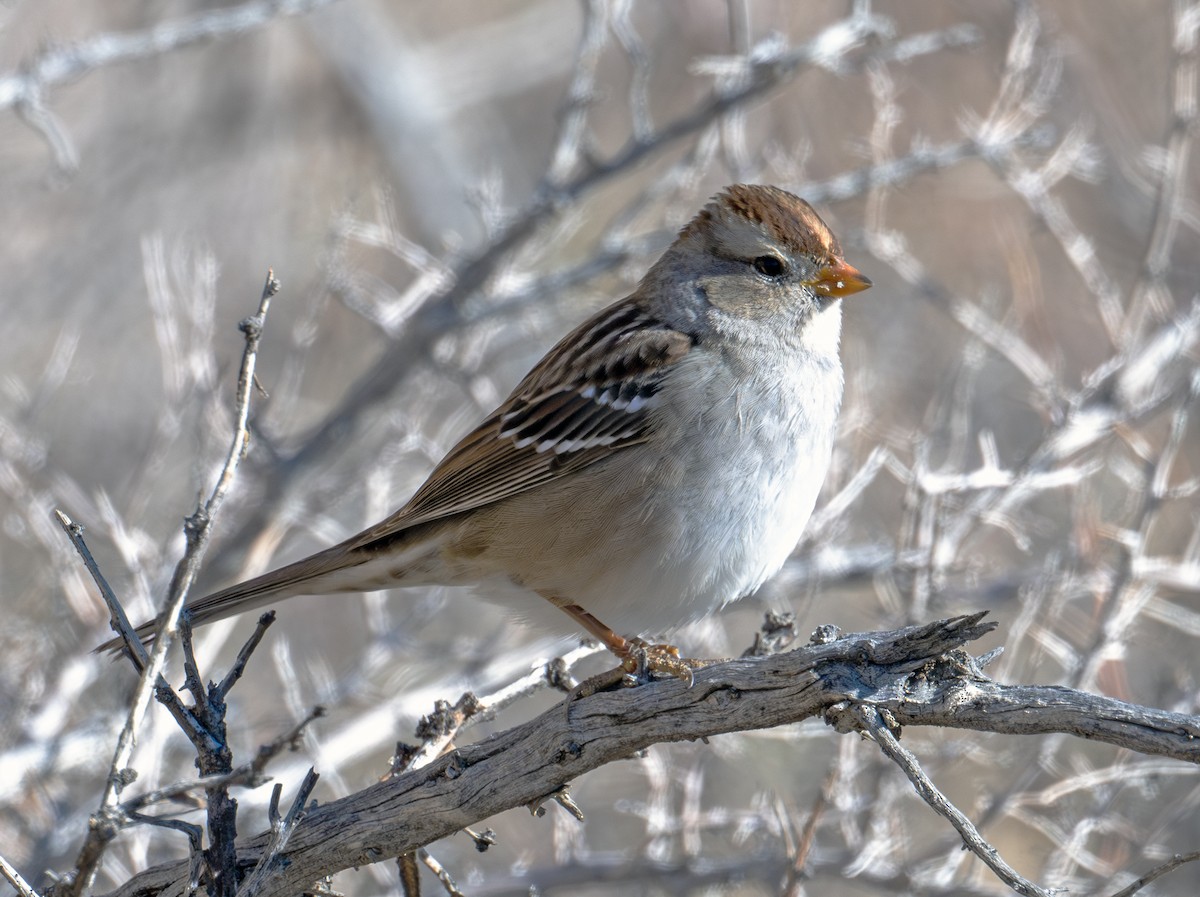 White-crowned Sparrow - ML611430328