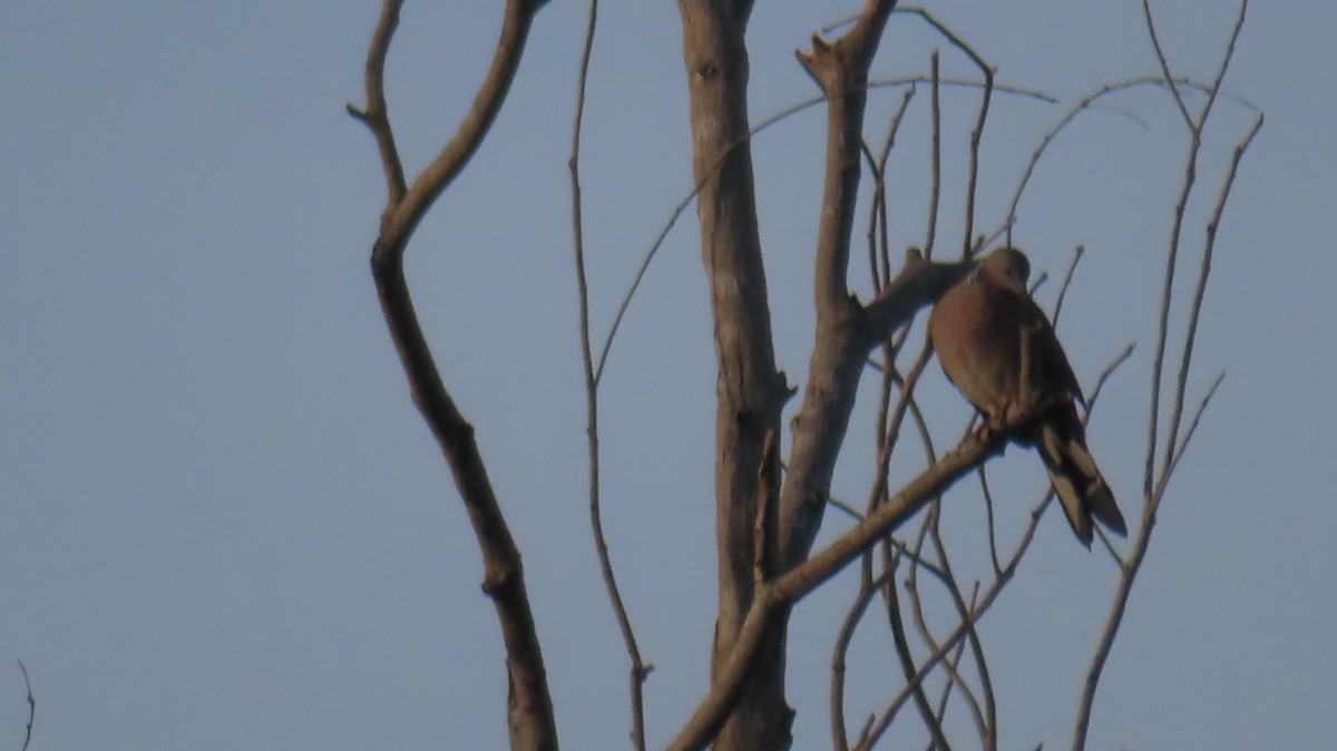 Spotted Dove - ML611430434