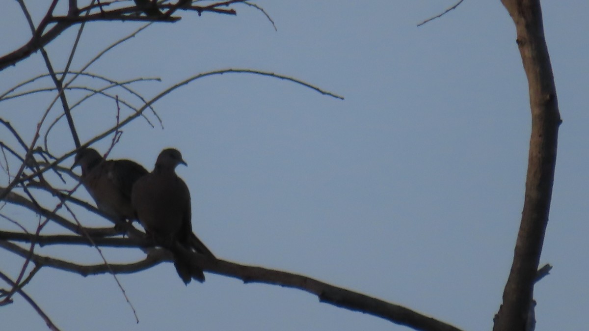 Spotted Dove - ML611430437