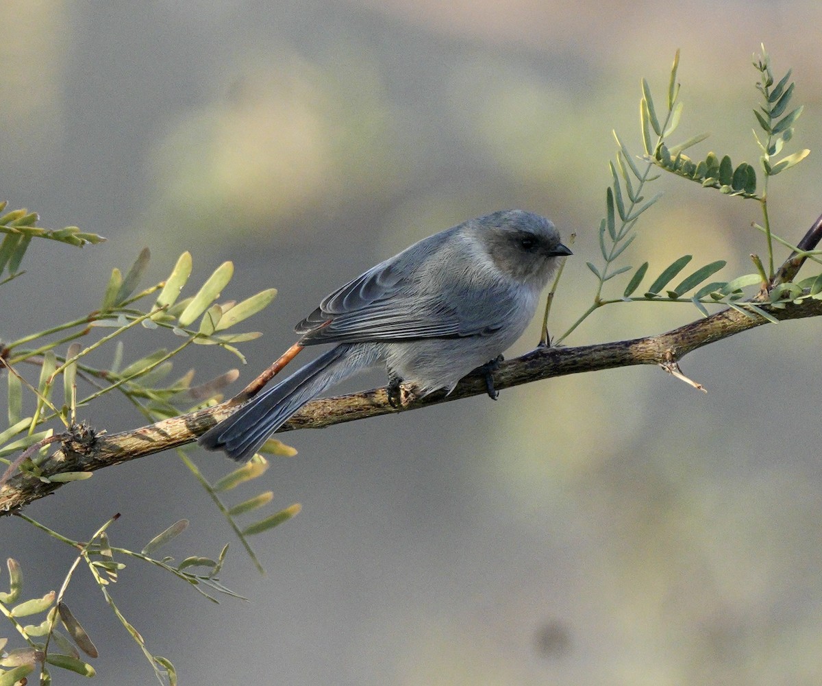 Bushtit - ML611430463