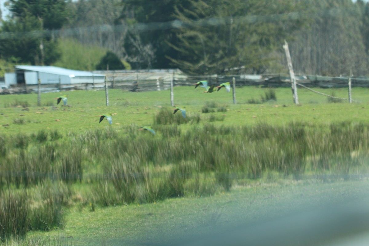 Slender-billed Parakeet - ML611430532