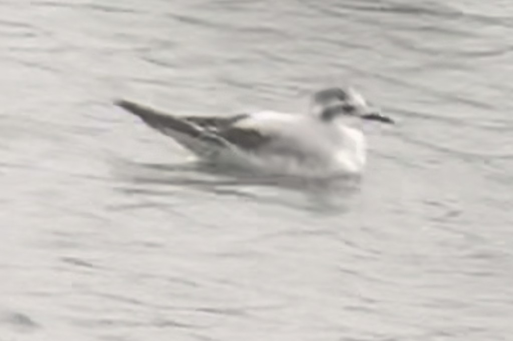 Little Gull - ML611430549