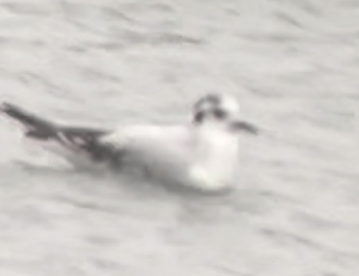 Little Gull - ML611430550