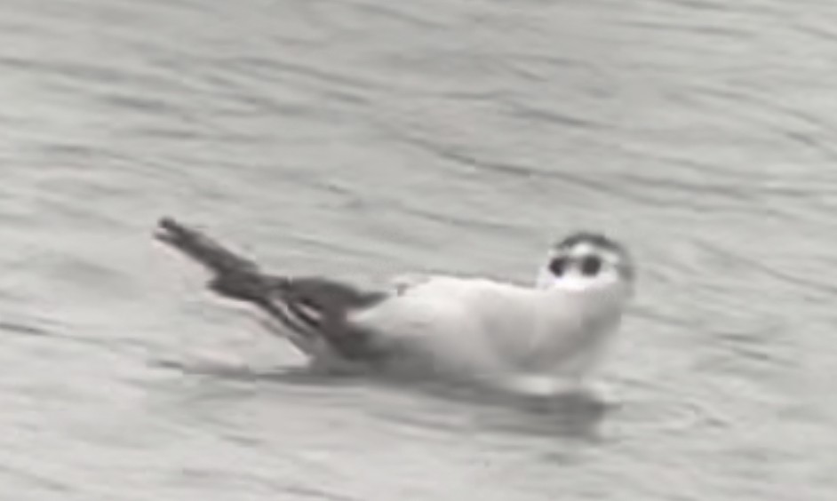 Little Gull - ML611430552