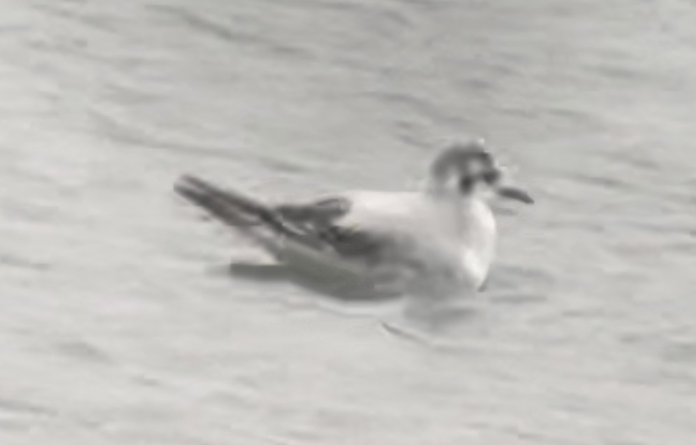 Little Gull - ML611430554