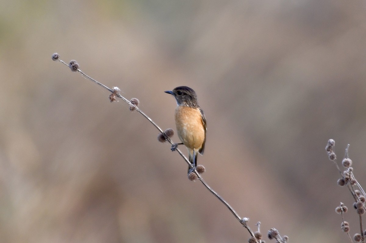 Siberian Stonechat (Przevalski's) - ML611430718