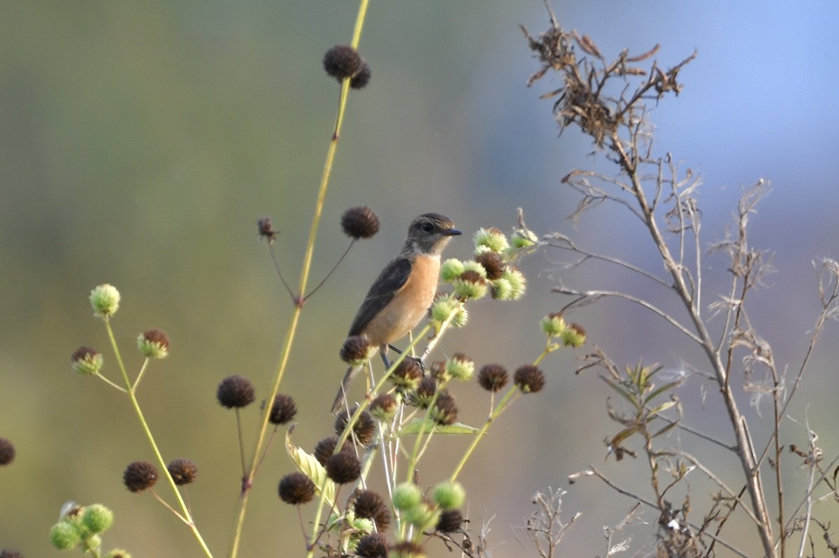 Siberian Stonechat (Przevalski's) - ML611430719